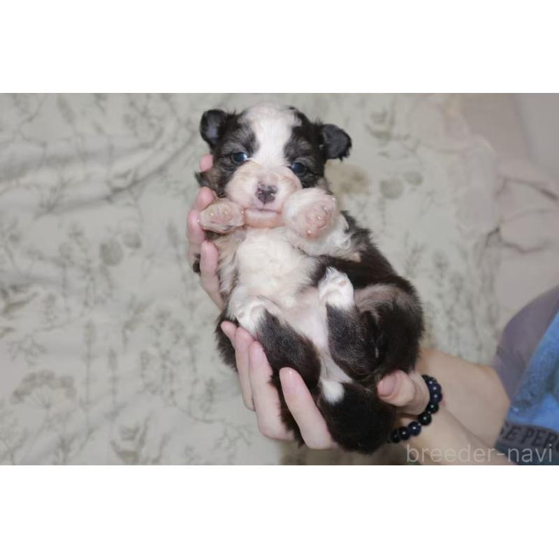 販売中の茨城県のミニチュアアメリカンシェパード-425531の4枚目