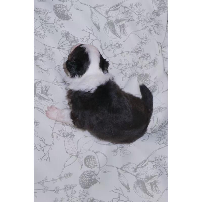 販売中の茨城県のミニチュアアメリカンシェパード-425531の3枚目