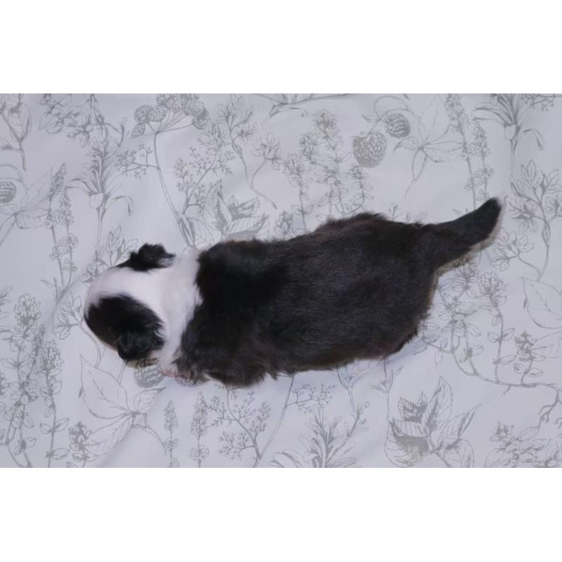 販売中の茨城県のミニチュアアメリカンシェパード-425531の2枚目