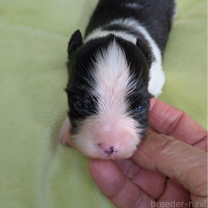 販売中の埼玉県のパピヨン-425532の4枚目