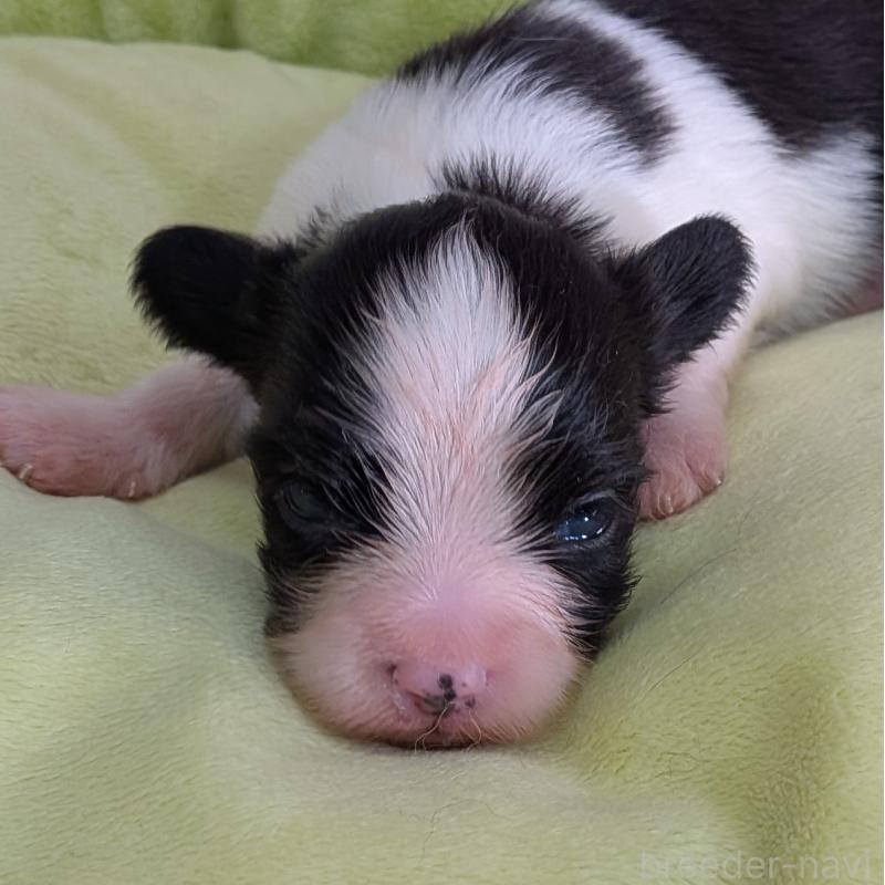 販売中の埼玉県のパピヨン-425532の3枚目