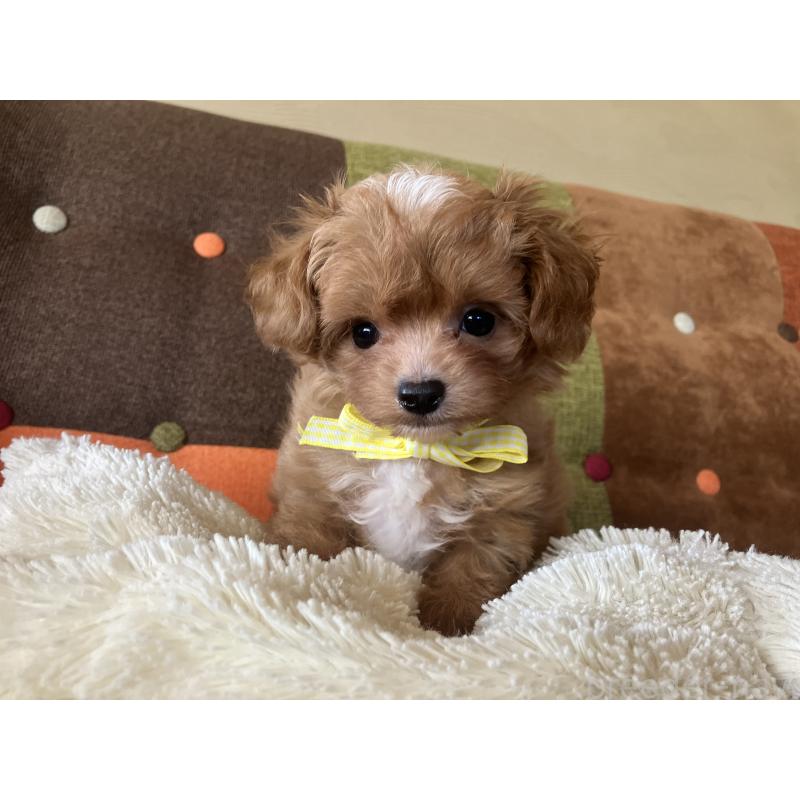 販売中の福岡県のマルプー:マルチーズ×トイプードル-425533の1枚目