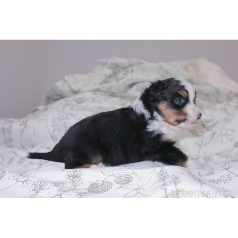 販売中の茨城県のミニチュアアメリカンシェパード-425534の7枚目