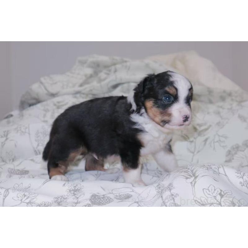 販売中の茨城県のミニチュアアメリカンシェパード-425534の6枚目