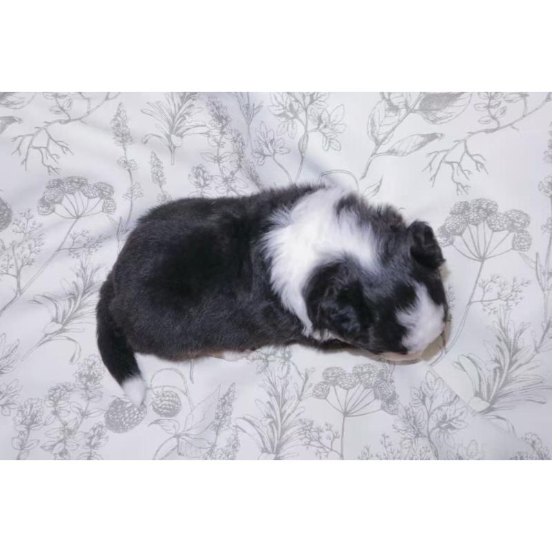 販売中の茨城県のミニチュアアメリカンシェパード-425534の5枚目