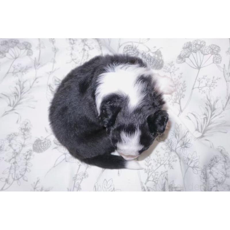 販売中の茨城県のミニチュアアメリカンシェパード-425534の4枚目