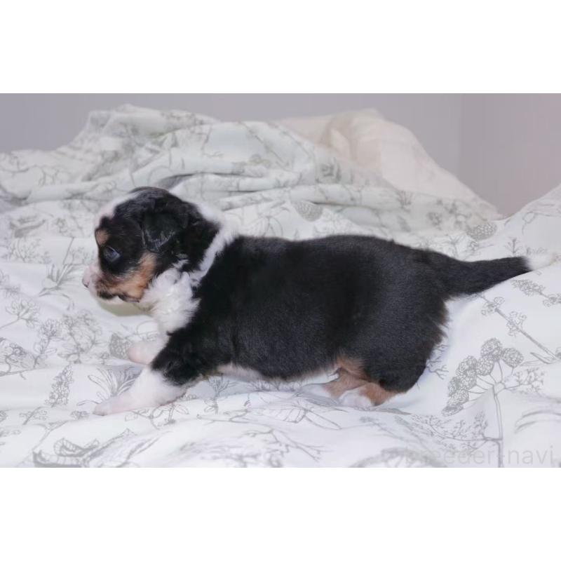 販売中の茨城県のミニチュアアメリカンシェパード-425534の3枚目