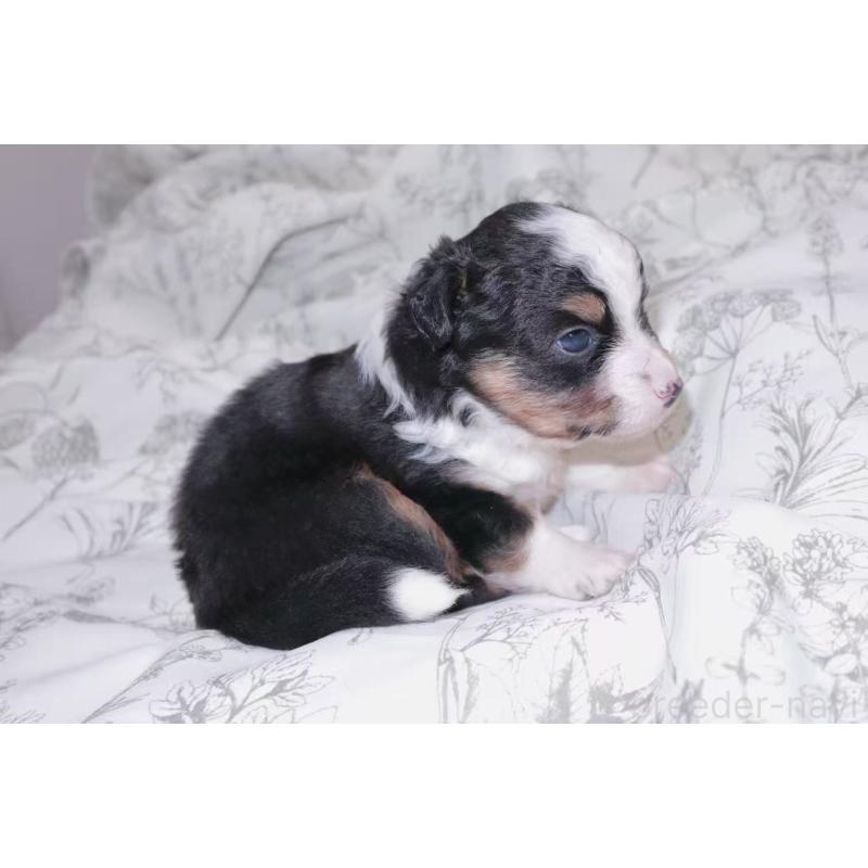 販売中の茨城県のミニチュアアメリカンシェパード-425534の2枚目