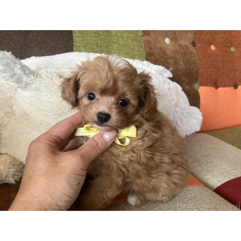 販売中の福岡県のマルプー:マルチーズ×トイプードル-425533の11枚目