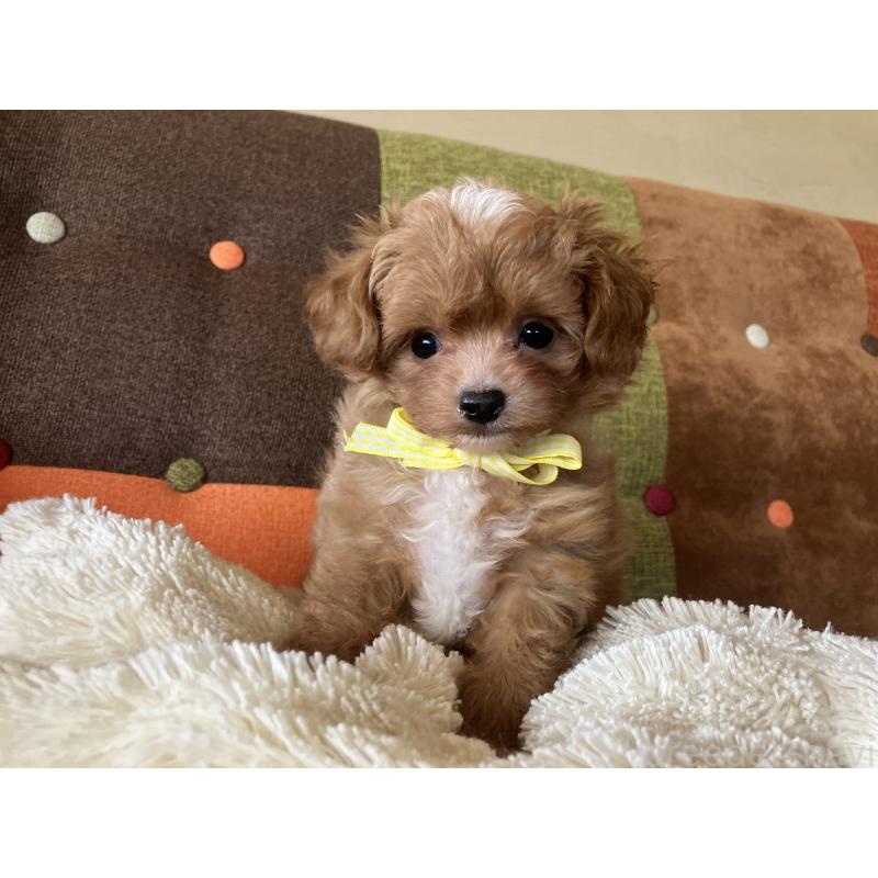 販売中の福岡県のマルプー:マルチーズ×トイプードル-425533の10枚目