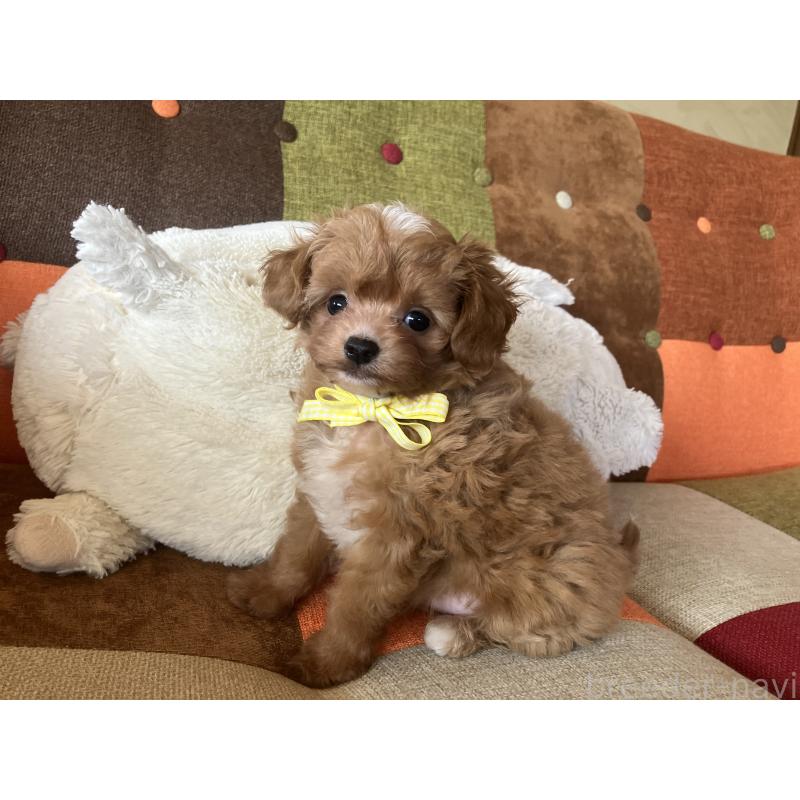 販売中の福岡県のマルプー:マルチーズ×トイプードル-425533の9枚目