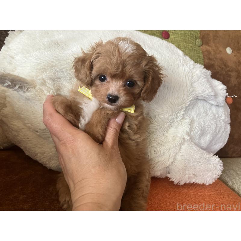 販売中の福岡県のマルプー:マルチーズ×トイプードル-425533の8枚目