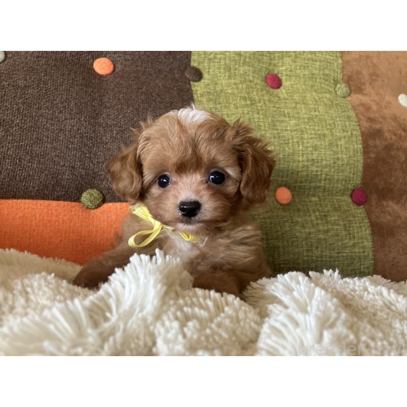 販売中の福岡県のマルプー:マルチーズ×トイプードル-425533の7枚目