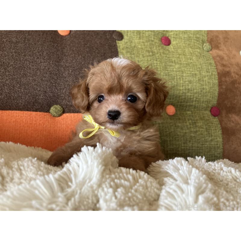 販売中の福岡県のマルプー:マルチーズ×トイプードル-425533の6枚目