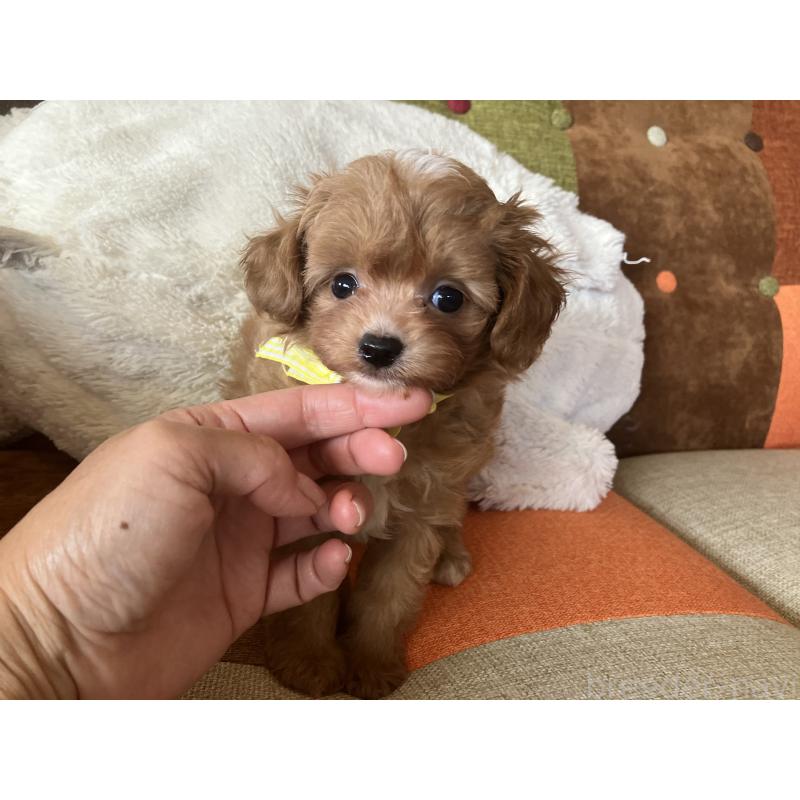 販売中の福岡県のマルプー:マルチーズ×トイプードル-425533の5枚目