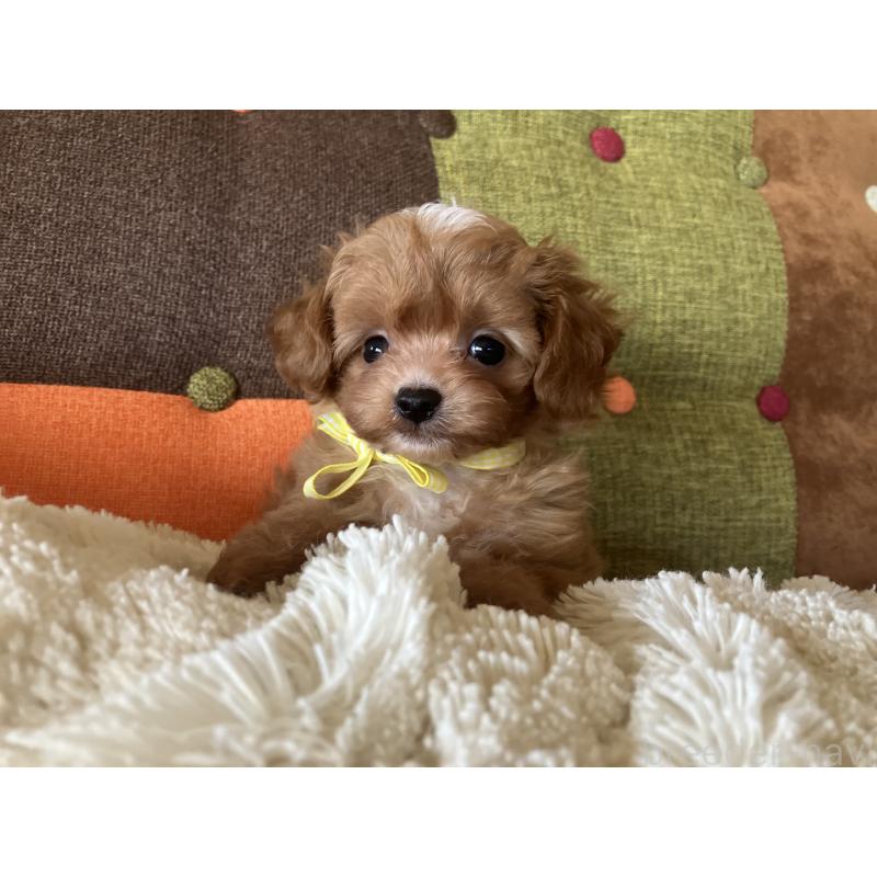 販売中の福岡県のマルプー:マルチーズ×トイプードル-425533の4枚目