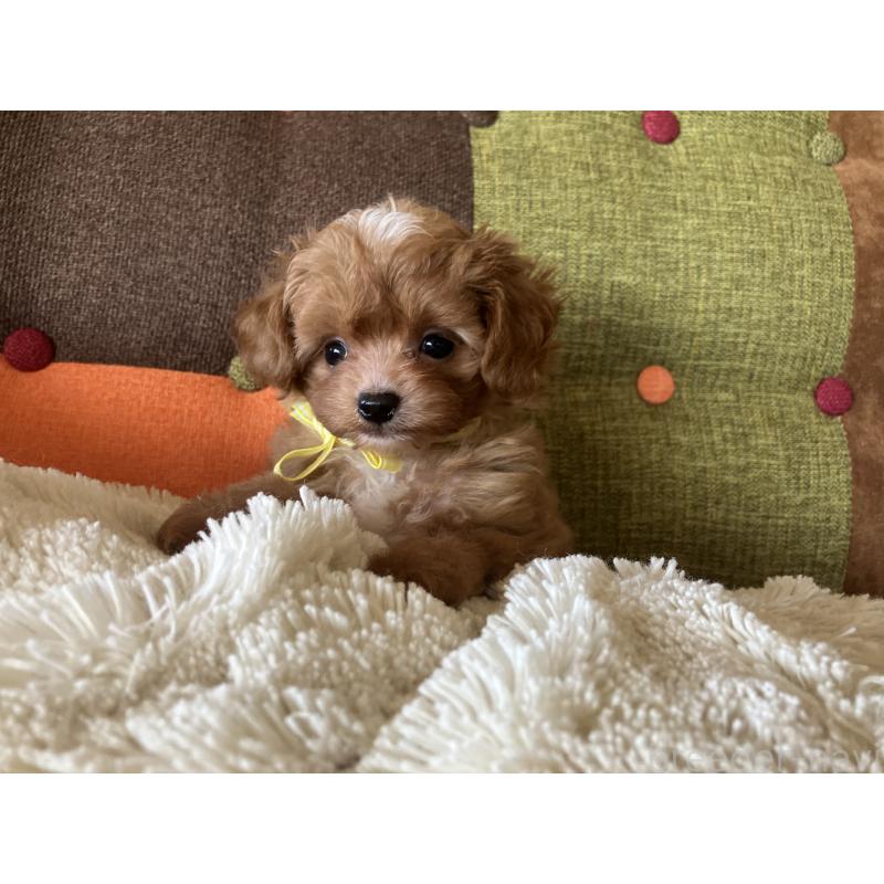 販売中の福岡県のマルプー:マルチーズ×トイプードル-425533の3枚目