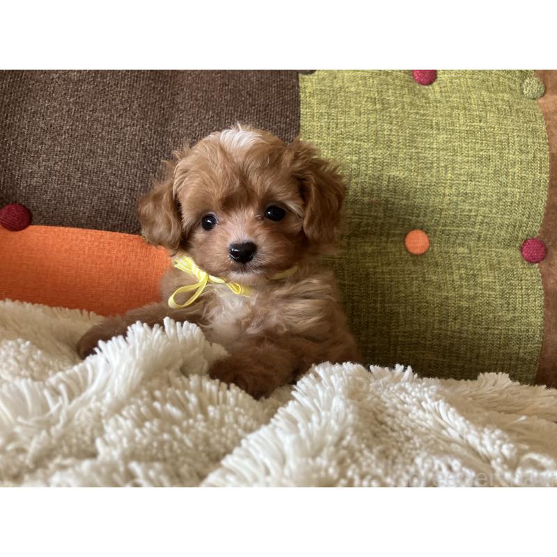 販売中の福岡県のマルプー:マルチーズ×トイプードル-425533の2枚目