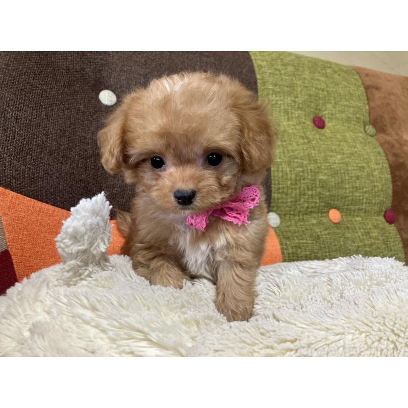 販売中の福岡県のマルプー:マルチーズ×トイプードル-425536