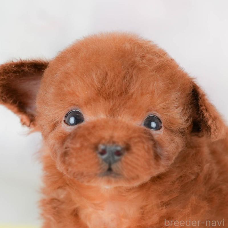 販売中の埼玉県のタイニープードル-425657