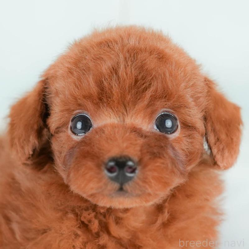 販売中の埼玉県のタイニープードル-425655の1枚目