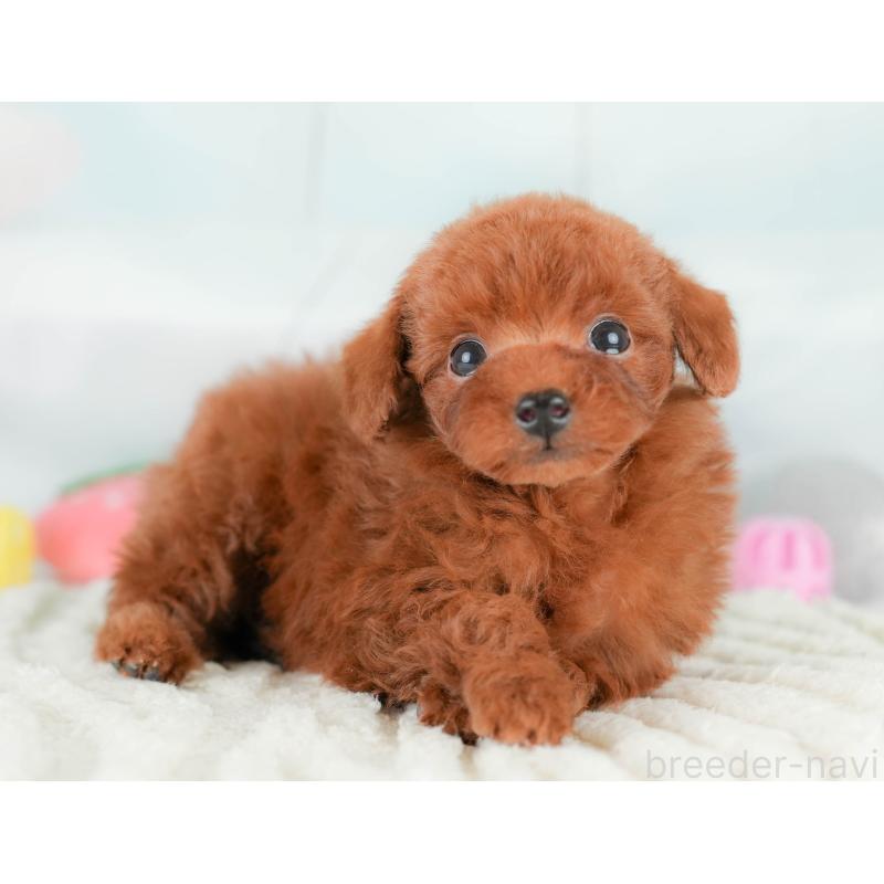 販売中の埼玉県のタイニープードル-425655の12枚目