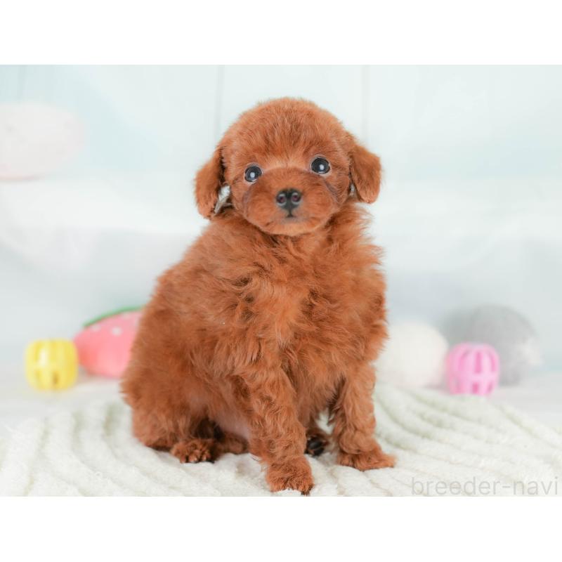 販売中の埼玉県のタイニープードル-425655の11枚目