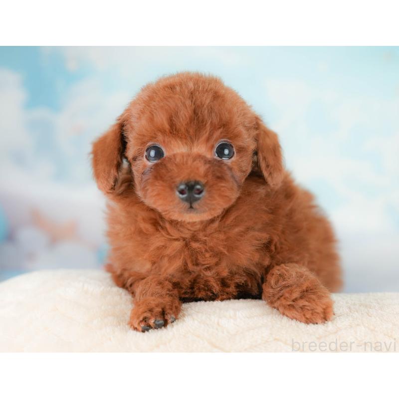 販売中の埼玉県のタイニープードル-425655の10枚目