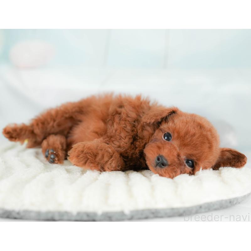 販売中の埼玉県のタイニープードル-425655の9枚目