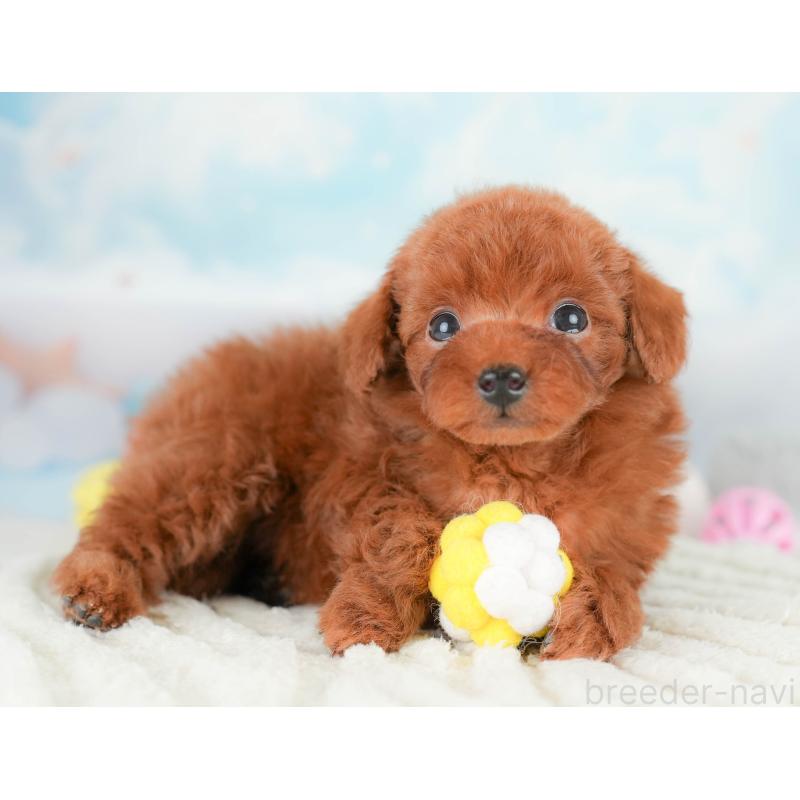 販売中の埼玉県のタイニープードル-425655の8枚目