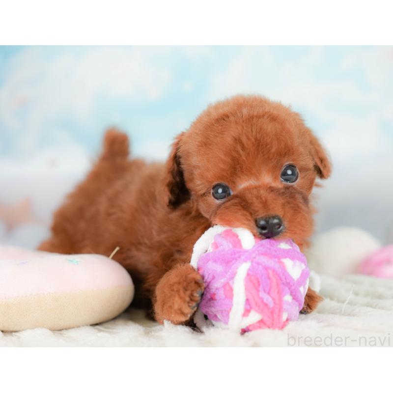 販売中の埼玉県のタイニープードル-425655の7枚目