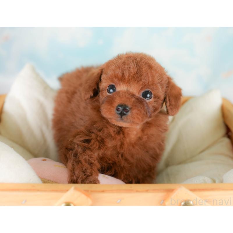 販売中の埼玉県のタイニープードル-425655の6枚目