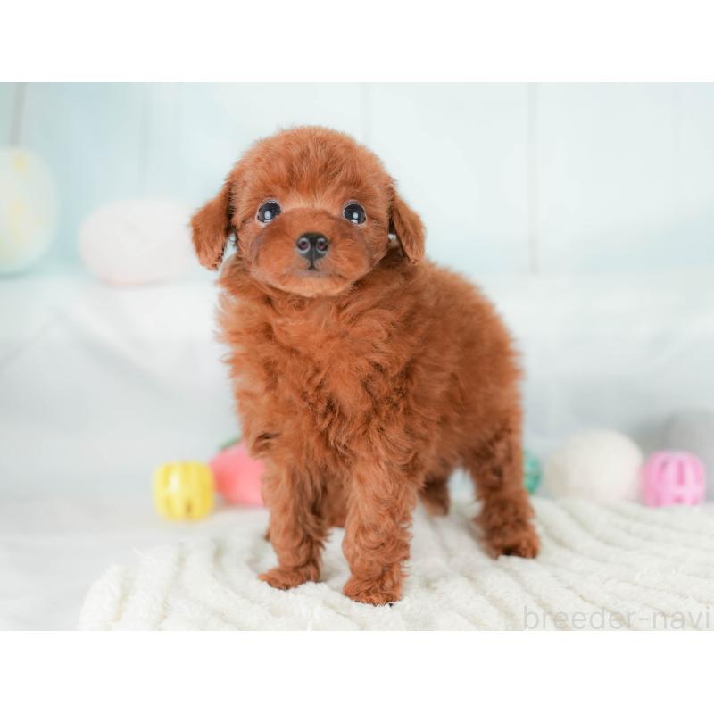 販売中の埼玉県のタイニープードル-425655の5枚目