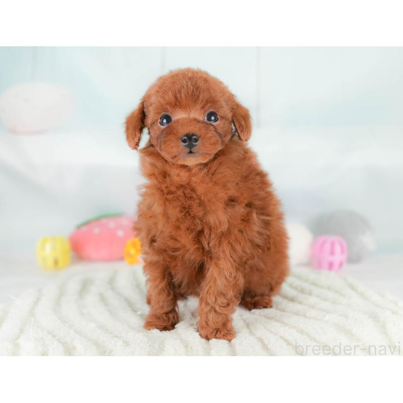 販売中の埼玉県のタイニープードル-425655の4枚目