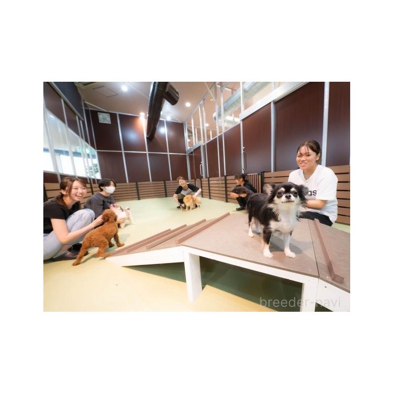 販売中の埼玉県のタイニープードル-425652の15枚目