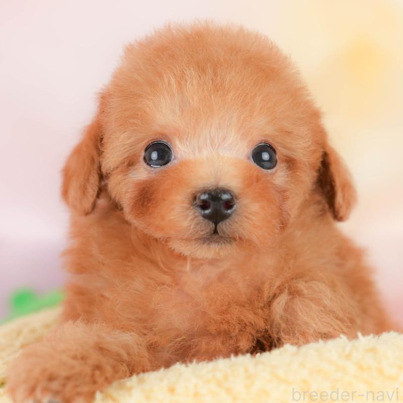 販売中の埼玉県のタイニープードル-425652