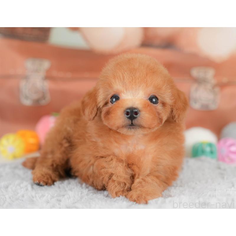 販売中の埼玉県のタイニープードル-425652の12枚目