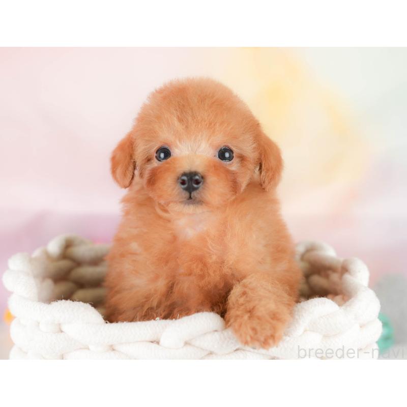 販売中の埼玉県のタイニープードル-425652の11枚目