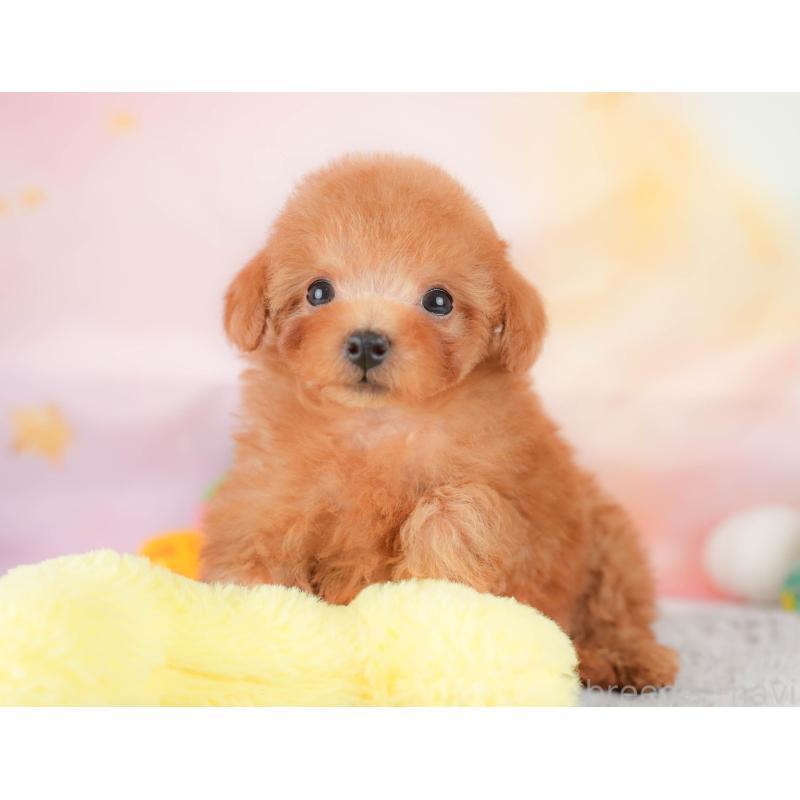 販売中の埼玉県のタイニープードル-425652の10枚目