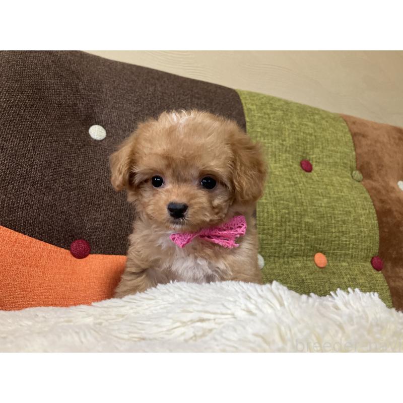 販売中の福岡県のマルプー:マルチーズ×トイプードル-425536の11枚目