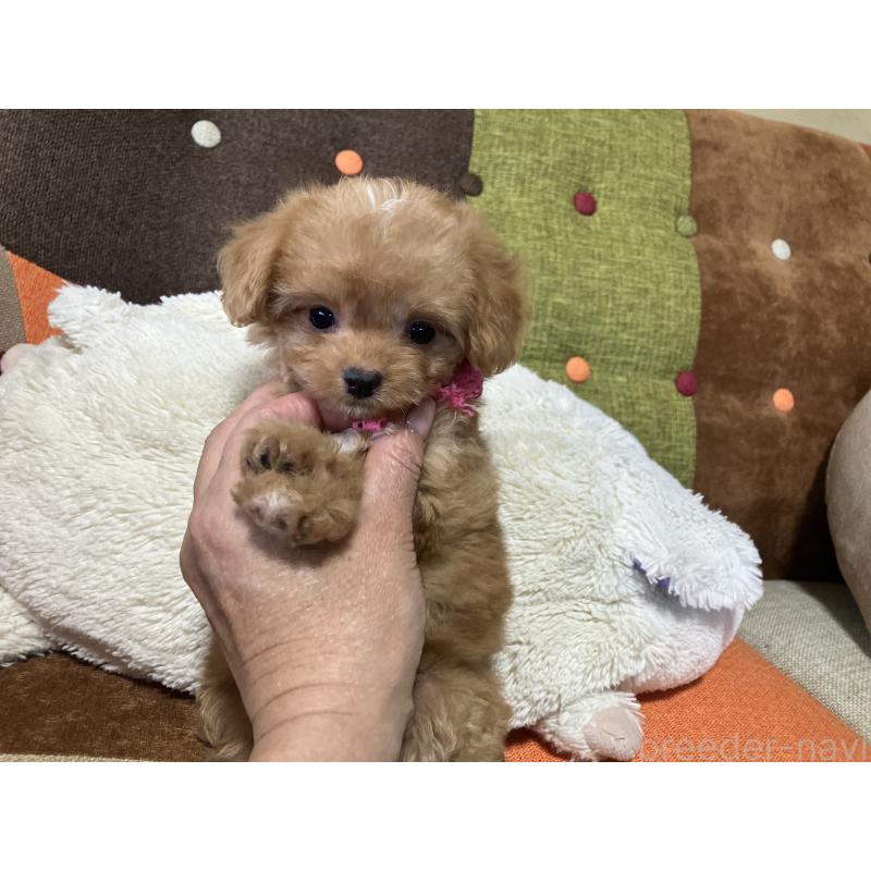 販売中の福岡県のマルプー:マルチーズ×トイプードル-425536の10枚目