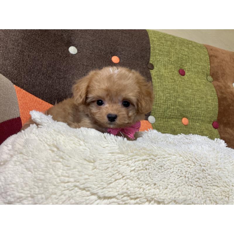 販売中の福岡県のマルプー:マルチーズ×トイプードル-425536の9枚目