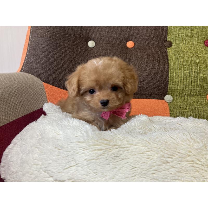 販売中の福岡県のマルプー:マルチーズ×トイプードル-425536の8枚目