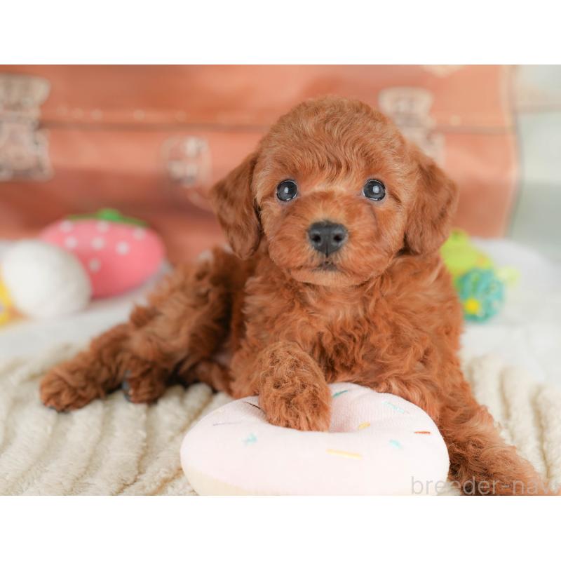 販売中の埼玉県のトイプードル-425649の12枚目