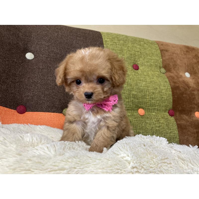 販売中の福岡県のマルプー:マルチーズ×トイプードル-425536の7枚目