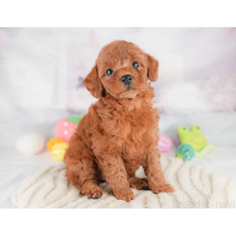 販売中の埼玉県のトイプードル-425649の11枚目