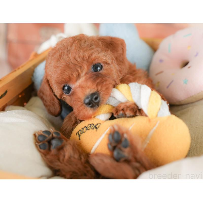 販売中の埼玉県のトイプードル-425649の10枚目