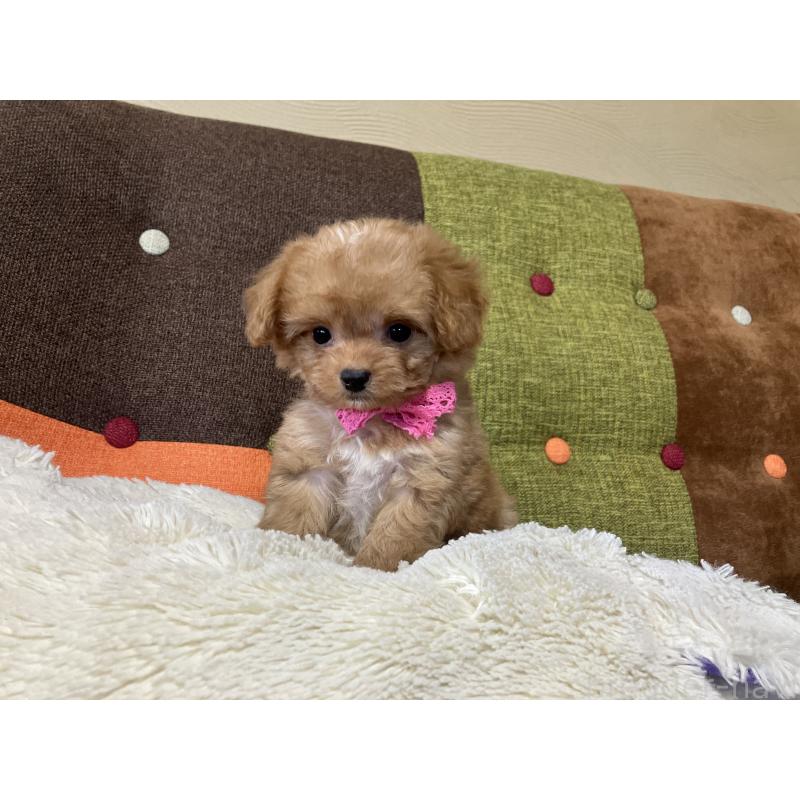 販売中の福岡県のマルプー:マルチーズ×トイプードル-425536の6枚目