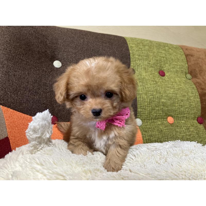 販売中の福岡県のマルプー:マルチーズ×トイプードル-425536の5枚目