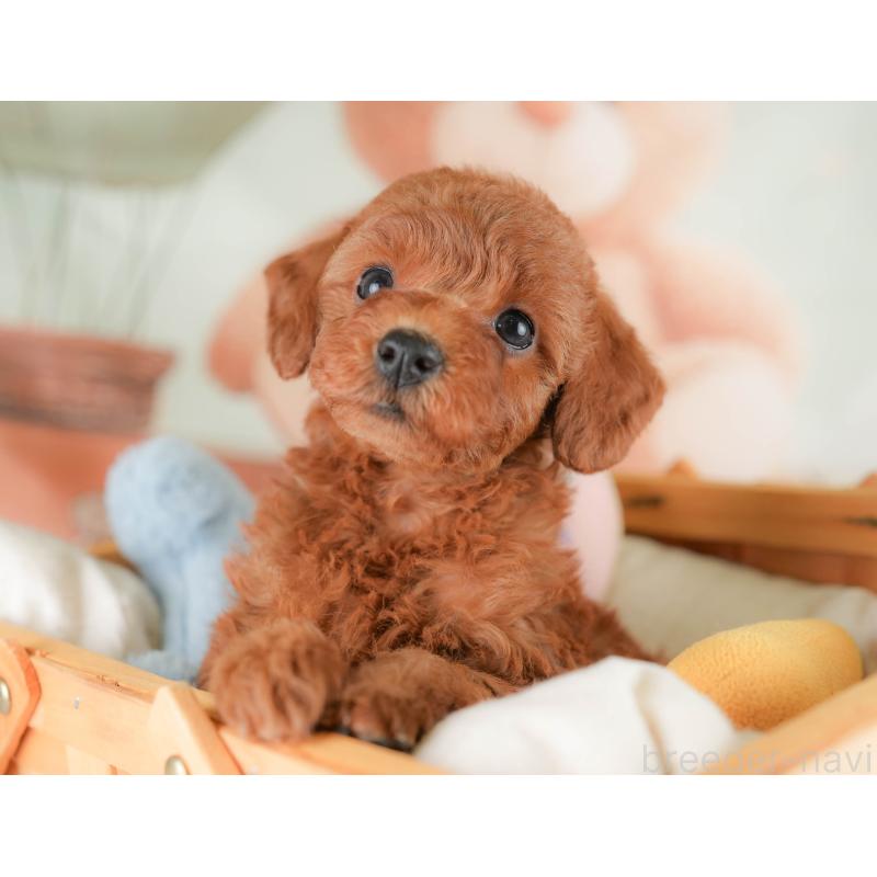 販売中の埼玉県のトイプードル-425649の8枚目